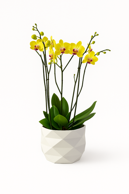 Luxor- base con cuatro orquídeas amarillas contemporáneas