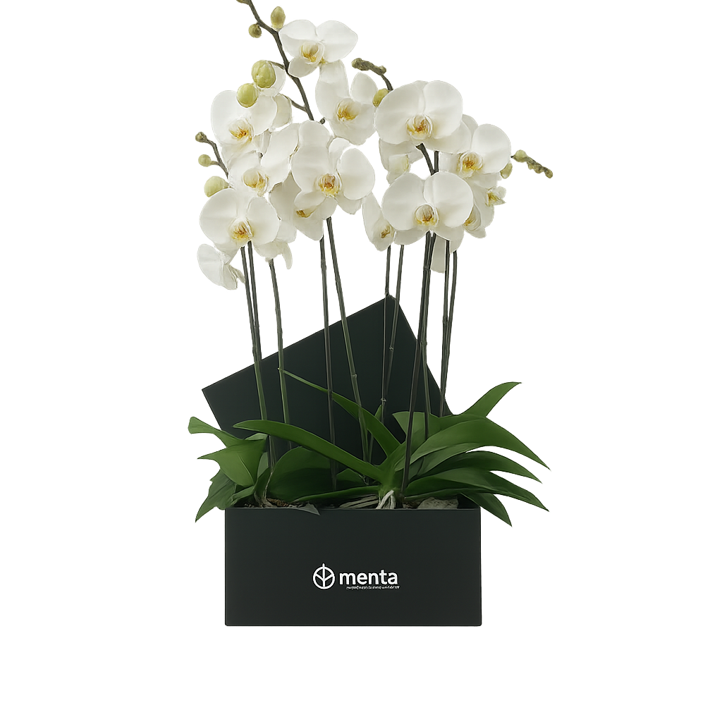 Phalaenopsis blancas en caja cuadrada negra