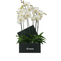 Phalaenopsis blancas en caja cuadrada negra