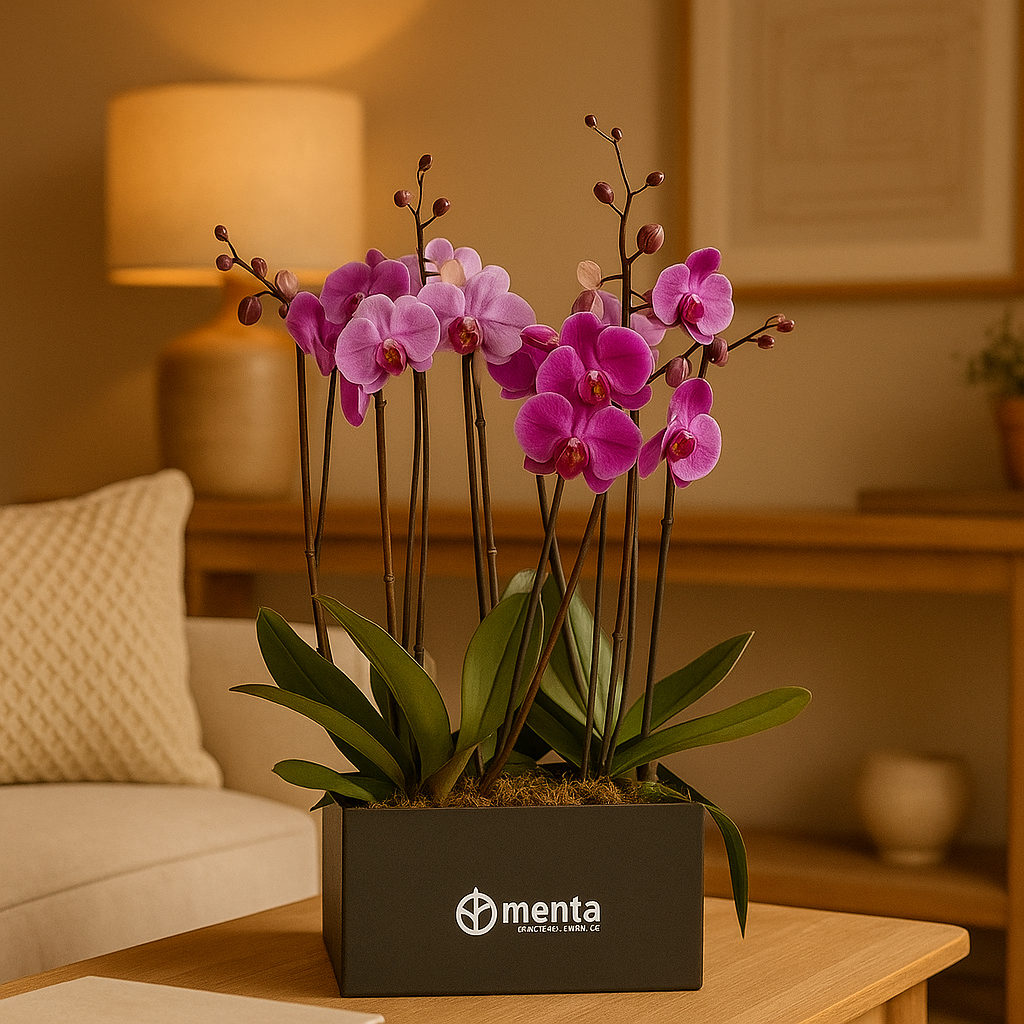 Phalaenopsis fiusha en caja cuadrada negra