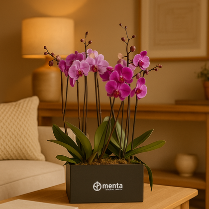 Phalaenopsis fiusha en caja cuadrada negra