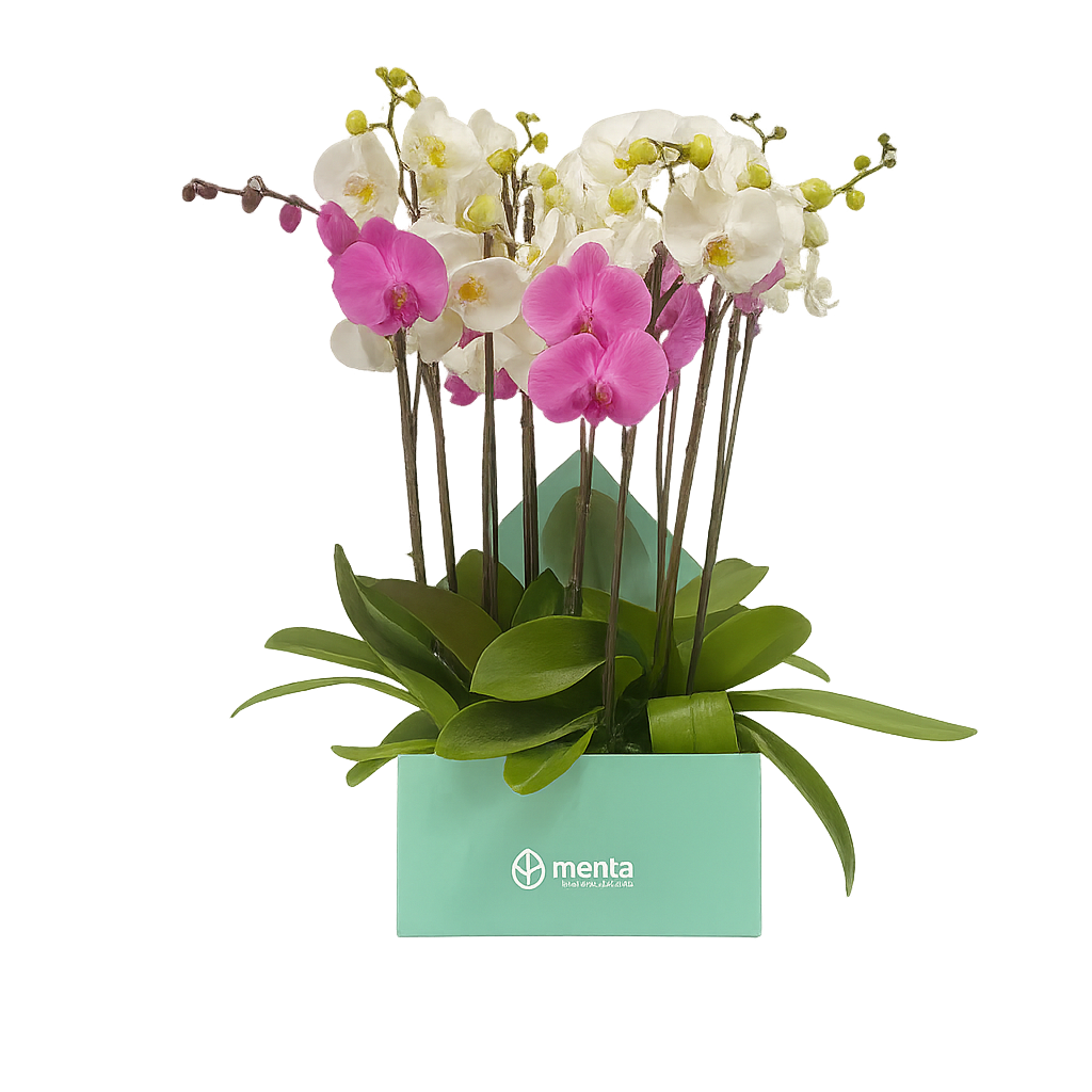 Phalaenopsis mixtas en caja cuadrada menta