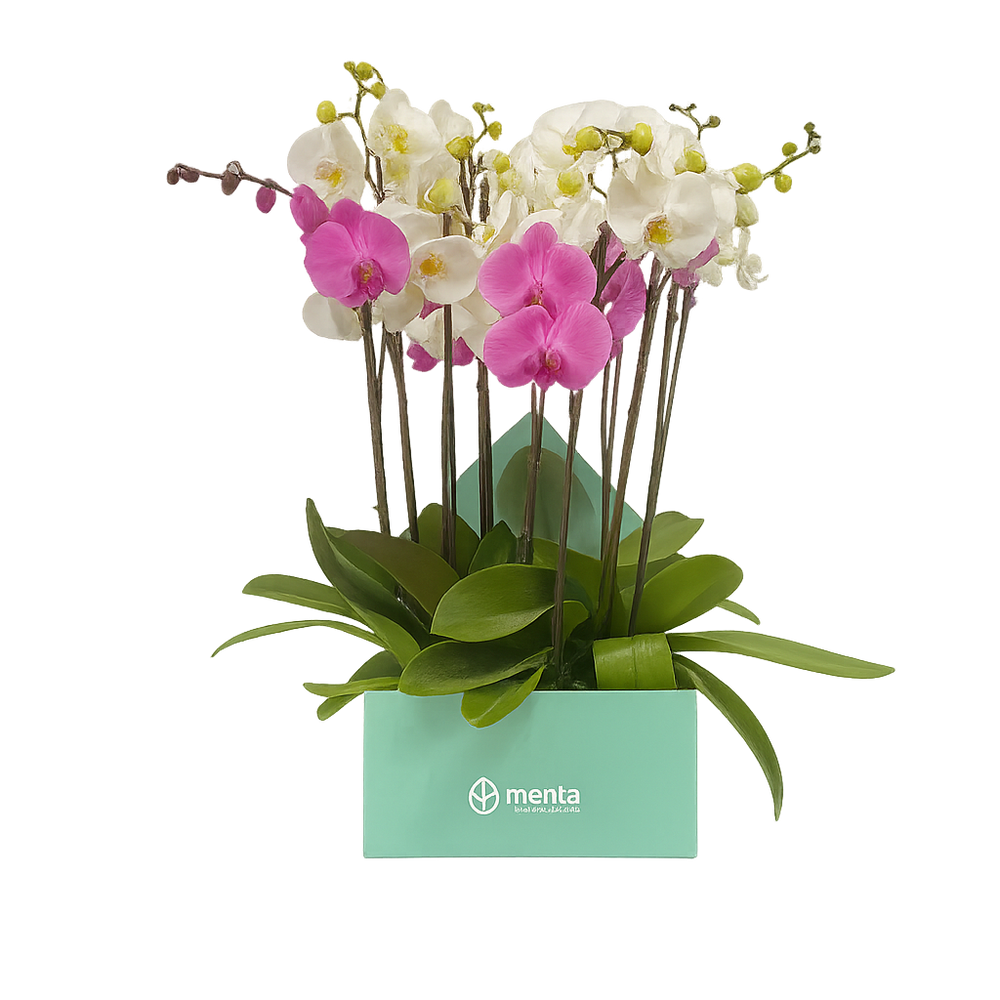 Phalaenopsis mixtas en caja cuadrada menta