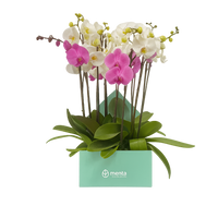Phalaenopsis mixtas en caja cuadrada menta