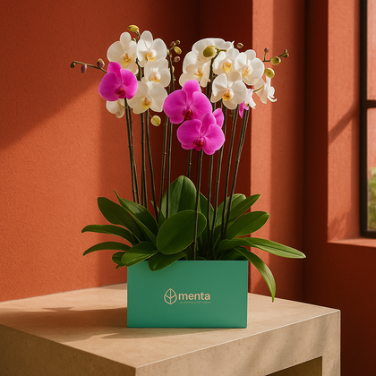Phalaenopsis mixtas en caja cuadrada menta