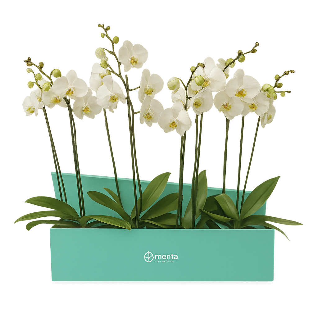 Phalaenopsis caja menta con orquídeas blancas