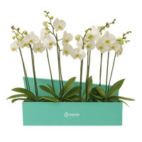 Phalaenopsis caja menta con orquídeas blancas