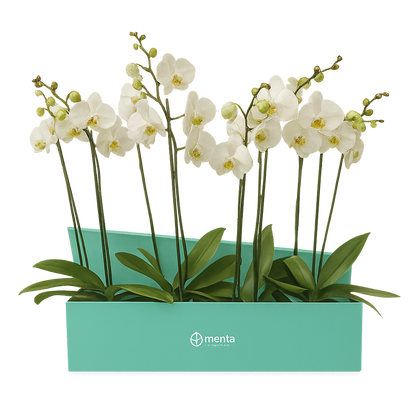 Phalaenopsis caja menta con orquídeas blancas