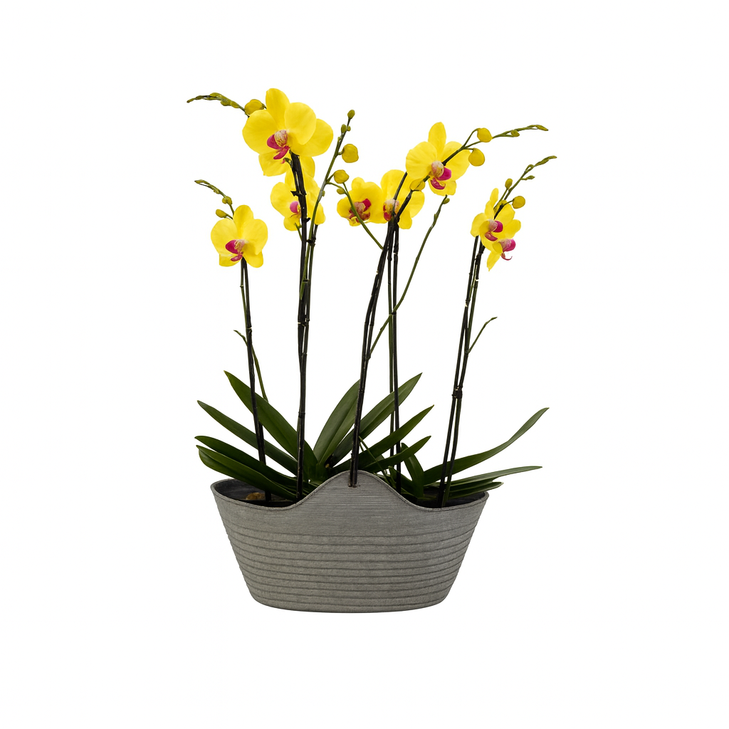 Phalaenopsis bolsita maceta de metal con 4 orquídeas amarillas