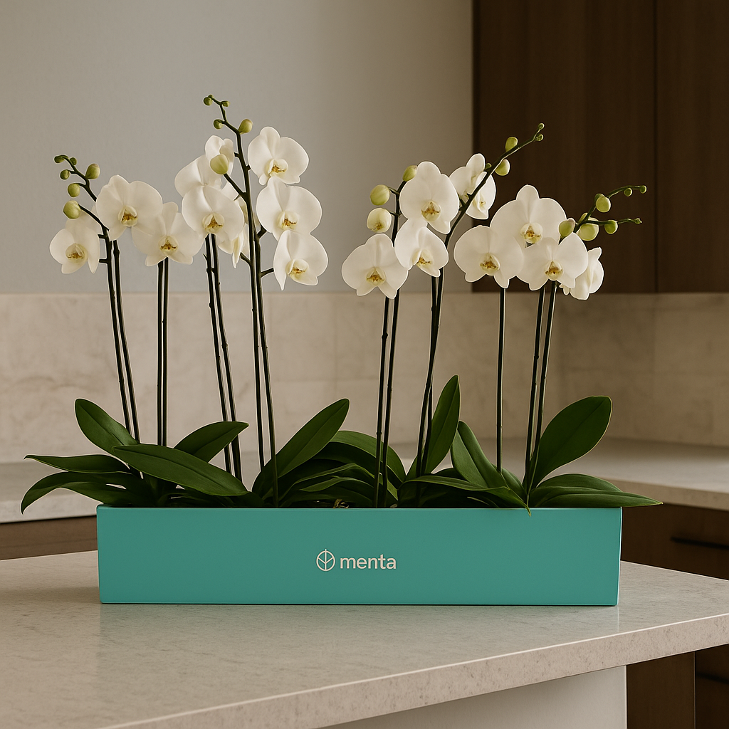 Phalaenopsis caja menta con orquídeas blancas