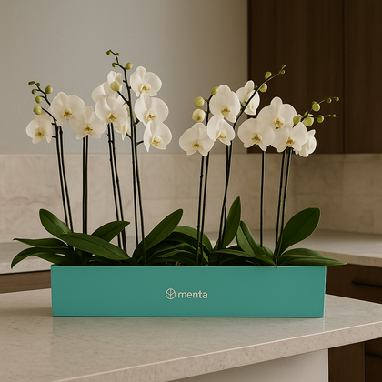 Phalaenopsis caja menta con orquídeas blancas