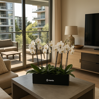Phalaenopsis caja negra con orquídeas blancas