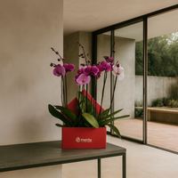 Phalaenopsis fiusha en caja cuadrada roja