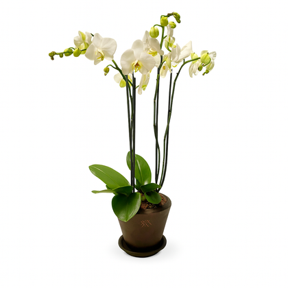 Phalaenopsis  Sonora Oro-maceta con dos orquídeas blancas