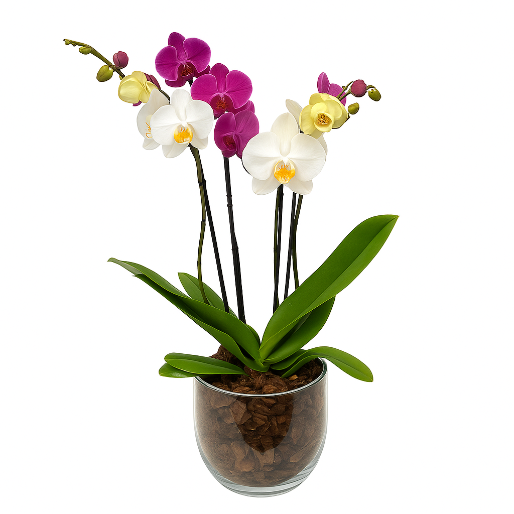 Bowl-base de cristal con dos orquídeas mixtas