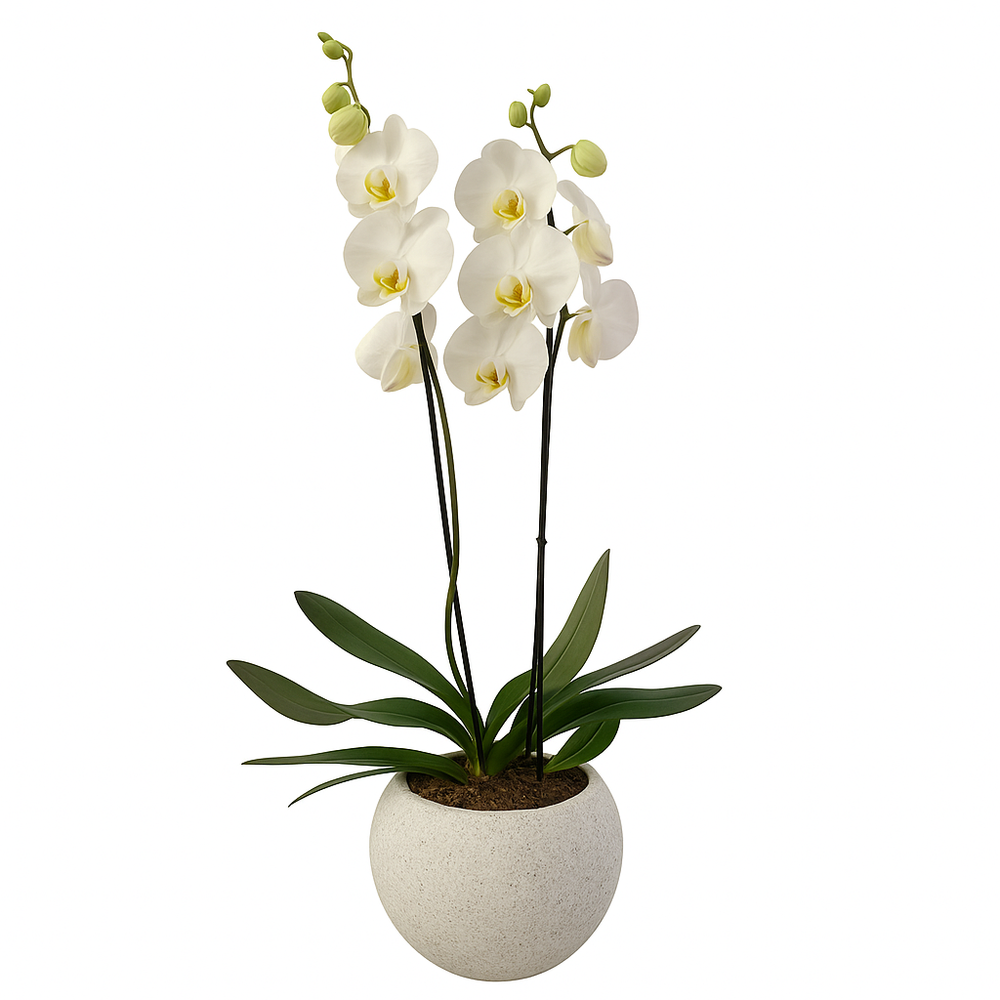 Piedra - maceta de cemento con una orquídea blanca
