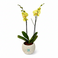 Phalaenopsis Piedra- maceta con una orquídea amarilla