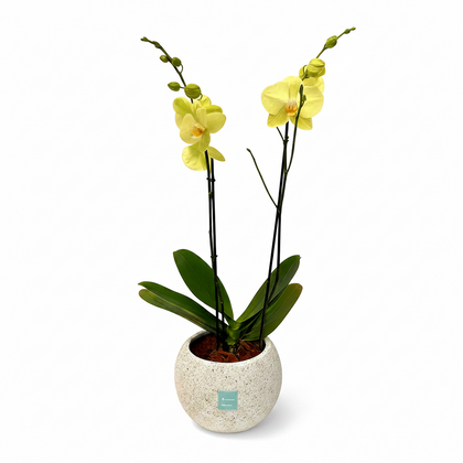 Phalaenopsis Piedra- maceta con una orquídea amarilla