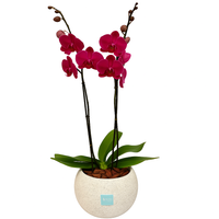 Phalaenopsis Piedra- maceta con una orquídea fiusha