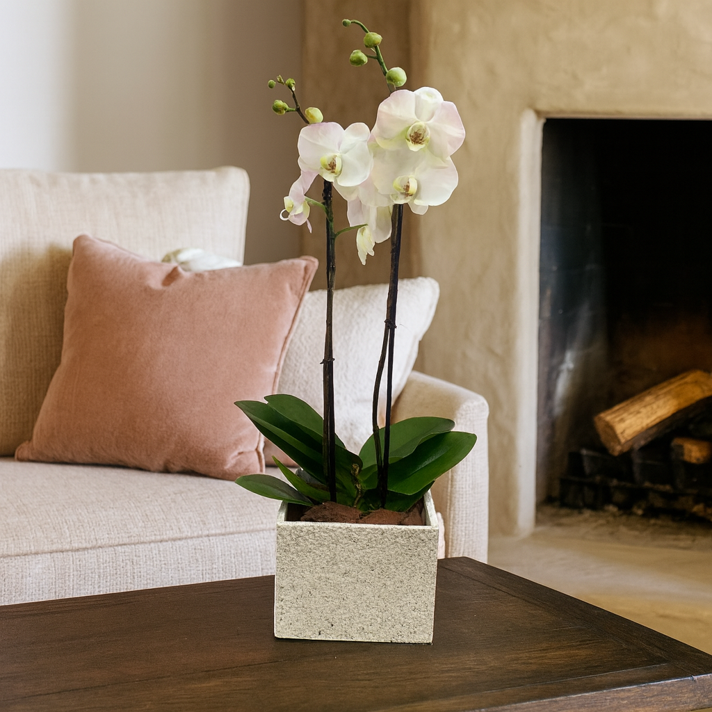 Phalaenopsis Gris - maceta con una orquídea blanca