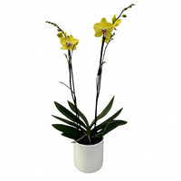 Phalaenopsis Cílindro -base con orquídea amarilla