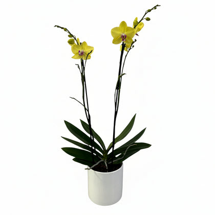 Phalaenopsis Cílindro -base con orquídea amarilla