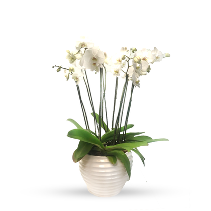 Phalaenopsis Cozumel blanca con 4 orquídeas blancas