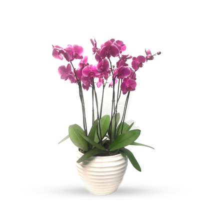 Phalaenopsis Cozumel blanca con 4 orquídeas fiusha