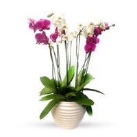 Phalaenopsis Cozumel blanca con 4 orquídeas mixtas