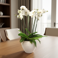 Phalaenopsis Cozumel blanca con 4 orquídeas blancas