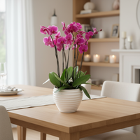 Phalaenopsis Cozumel blanca con 4 orquídeas fiusha