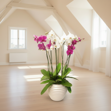 Phalaenopsis Cozumel blanca con 4 orquídeas mixtas