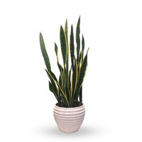 Benjamín-sansevieria en maceta blanco con lila