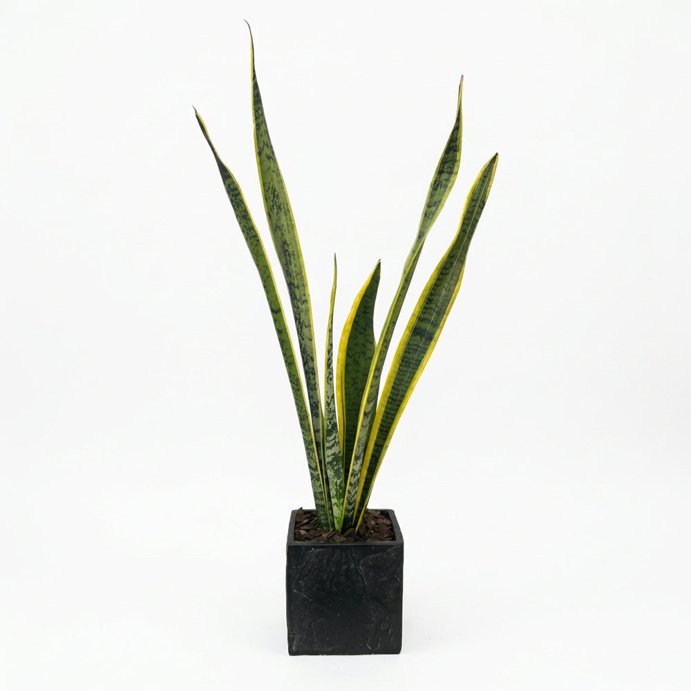 David - maceta de cemento en forma de cubo negro con sansevieria