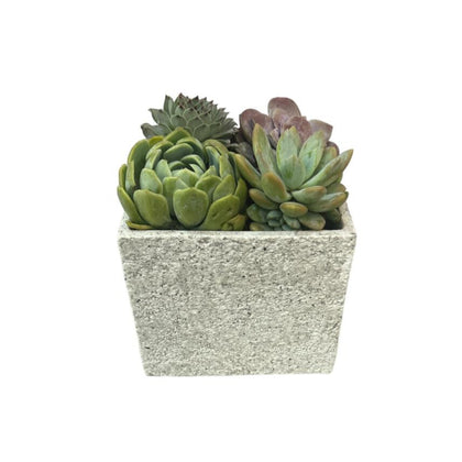 Tomás-maceta en forma de cubo gris con suculentas