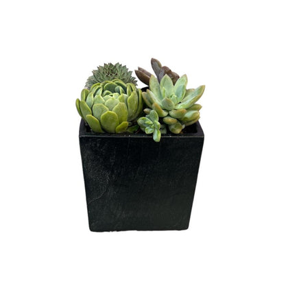 Tomás-maceta en forma de cubo negro con suculentas