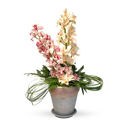 Cymbidium Oro-Maceta de cerámica con 2 varas de orquídea cymbidium