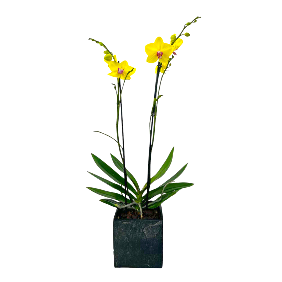 Elegance -maceta cubo negro con una orquídea amarilla