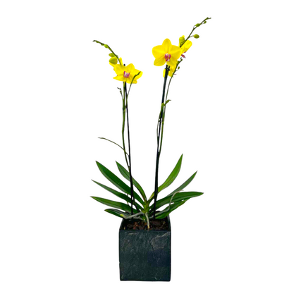 Elegance -maceta cubo negro con una orquídea amarilla