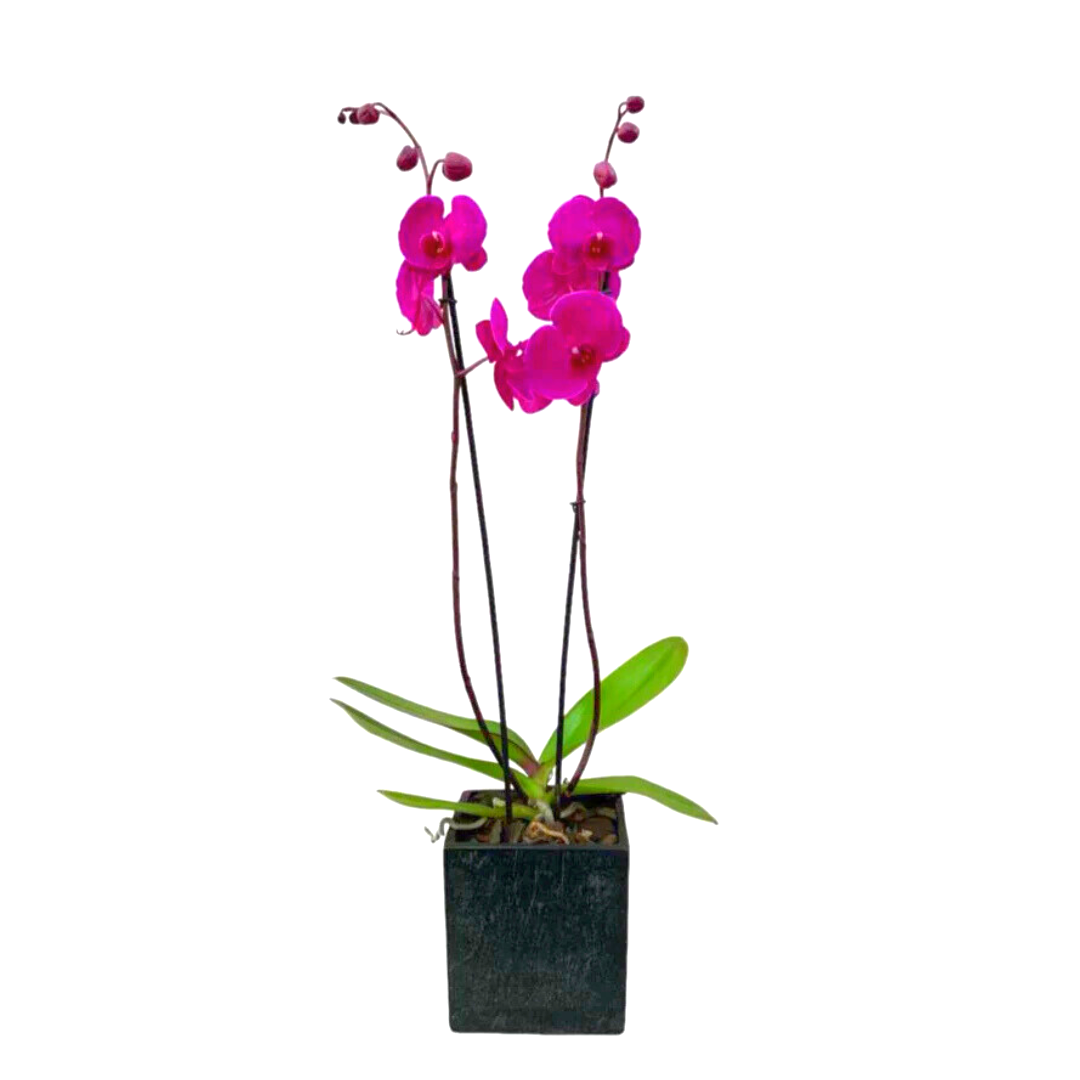 Elegance -maceta cubo negro con una orquídea fiusha