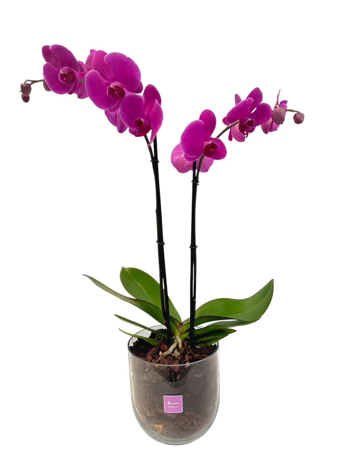 Bowl chico-base de cristal con una orquídea fiusha