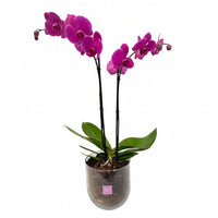 Bowl chico-base de cristal con una orquídea fiusha