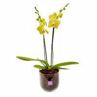 Bowl chico-base de cristal con una orquídea amarilla