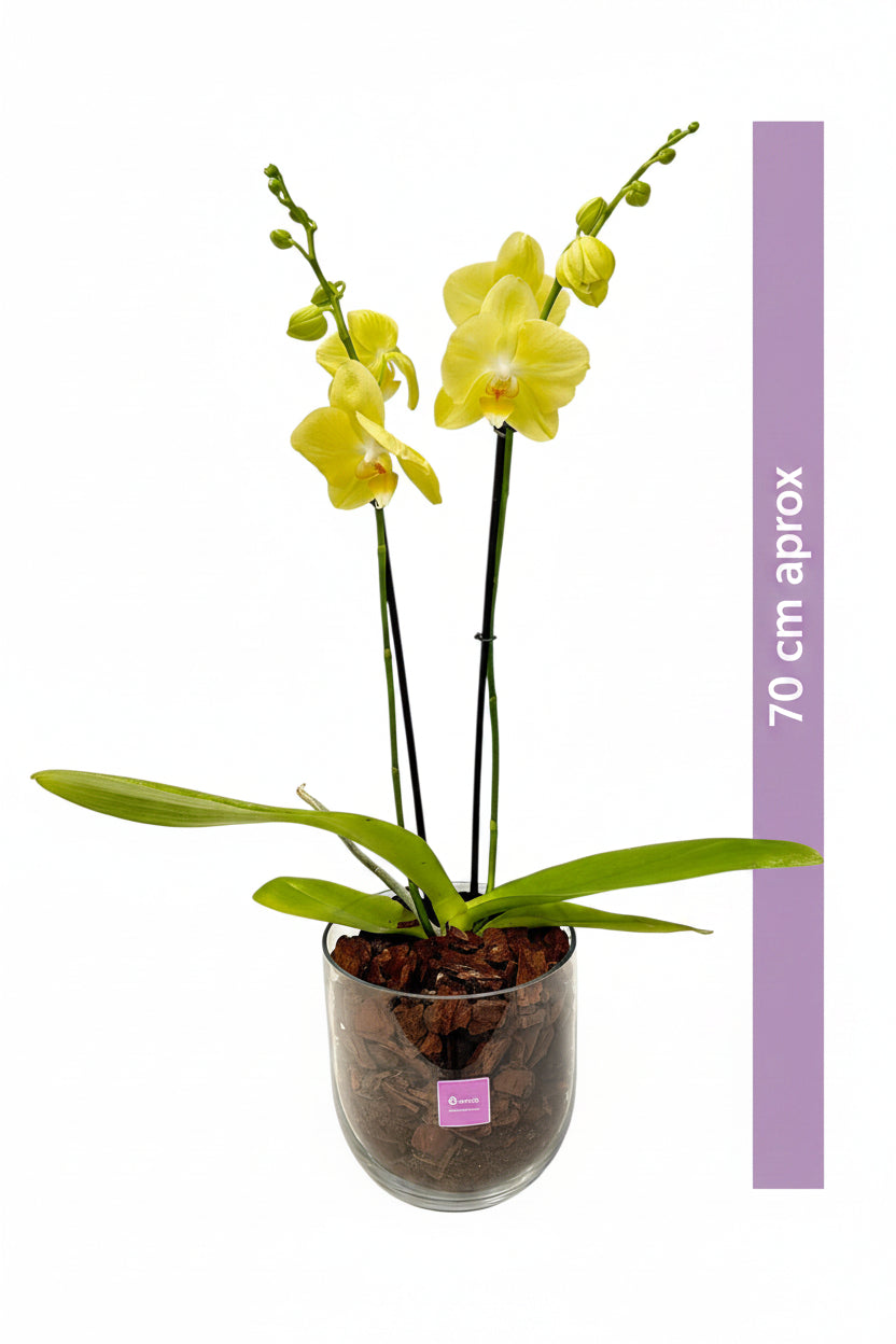 Bowl chico-base de cristal con una orquídea amarilla
