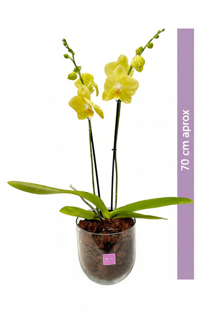 Bowl chico-base de cristal con una orquídea amarilla