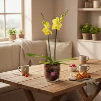 Bowl chico-base de cristal con una orquídea amarilla