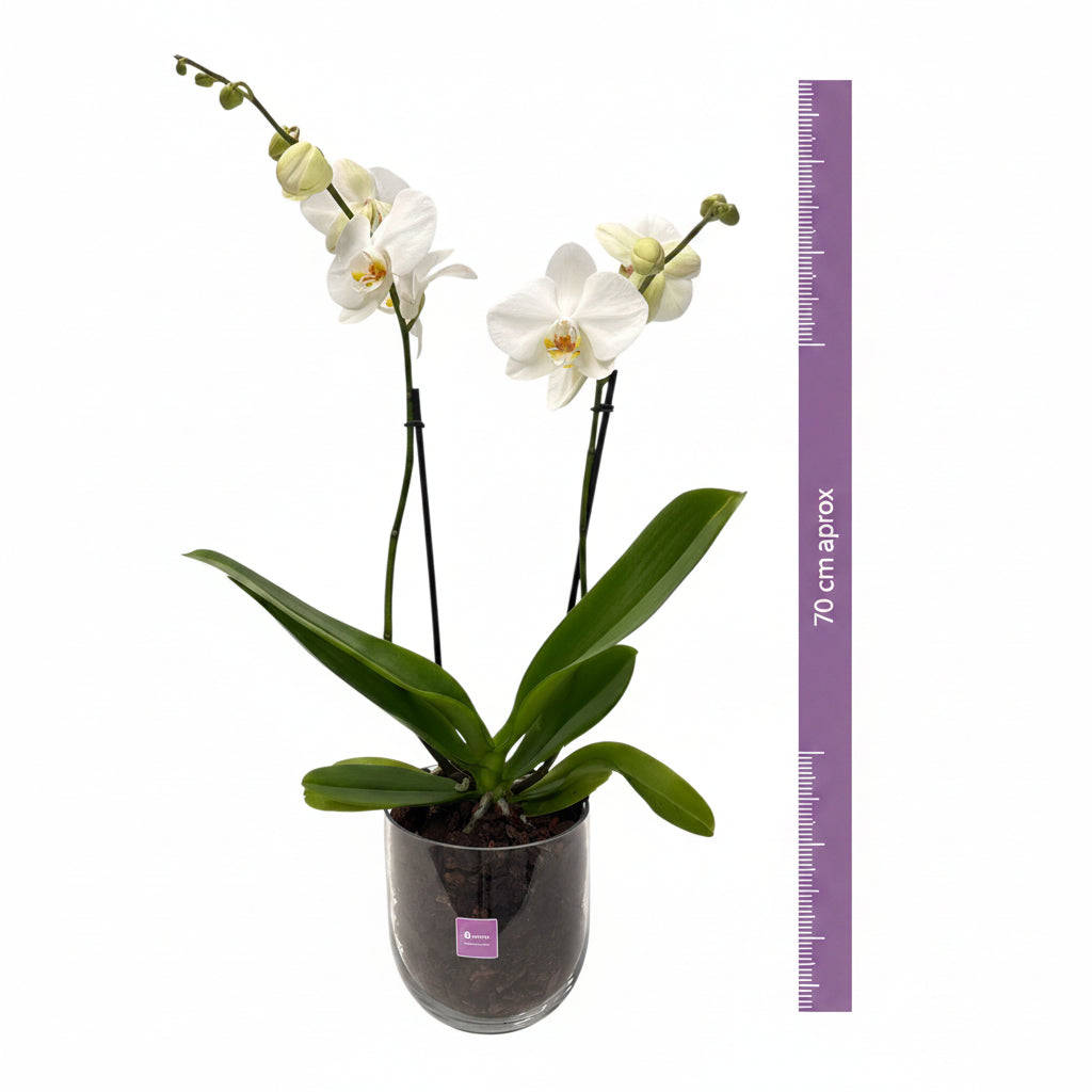 Bowl chico-base de cristal con una orquídea blanca
