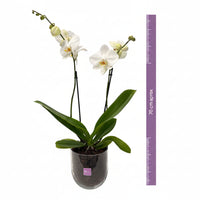 Bowl chico-base de cristal con una orquídea blanca