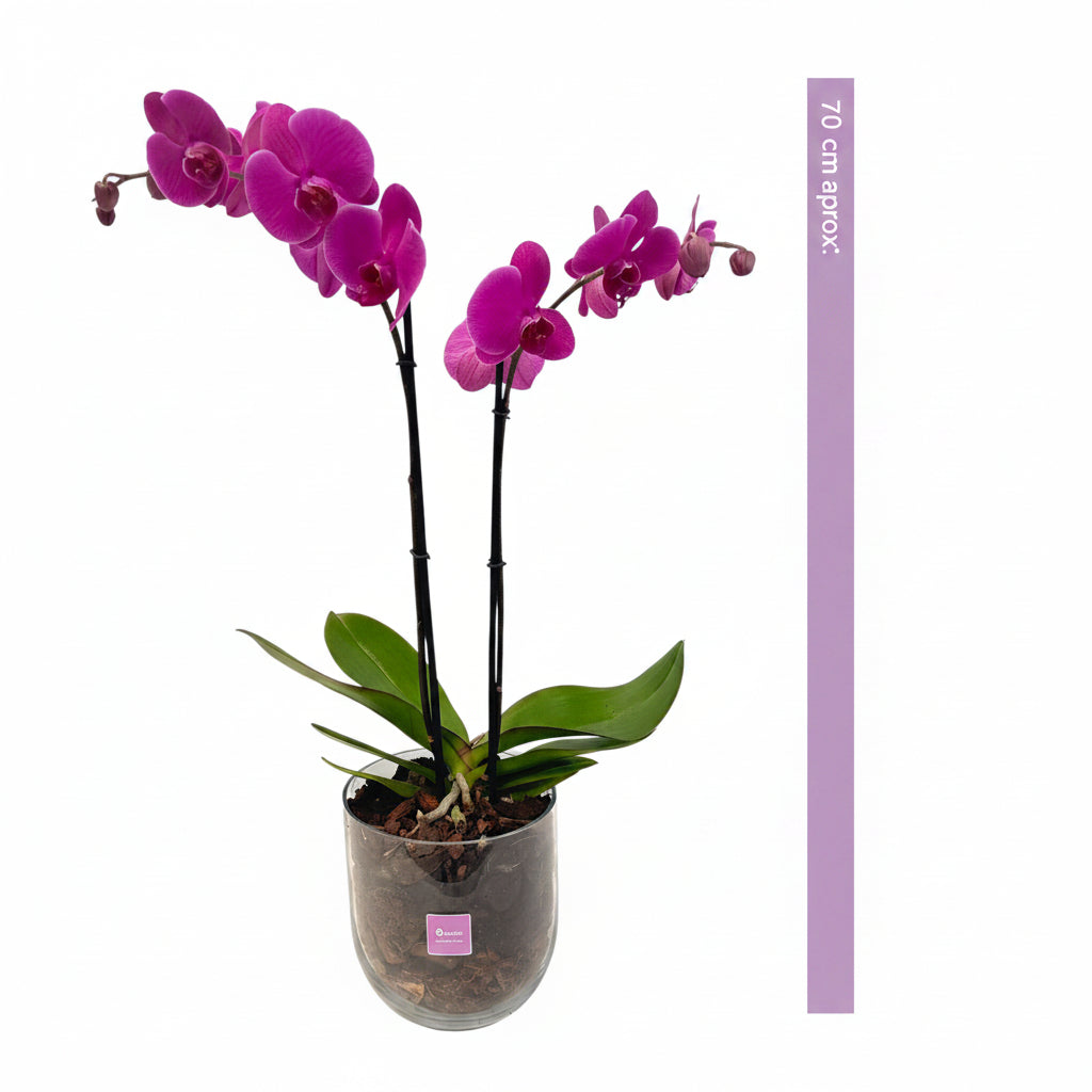 Bowl chico-base de cristal con una orquídea fiusha