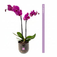 Bowl chico-base de cristal con una orquídea fiusha